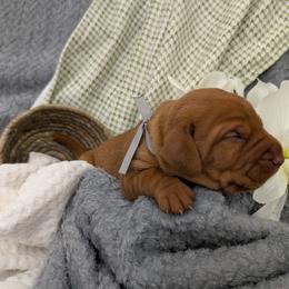 Girl 1 - female Vizsla puppy in Lexington, Kentucky from Summit Vizsla (we can deliver to you)