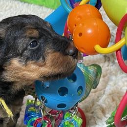 Airedale Terrier Puppies from JOVAL Airedales