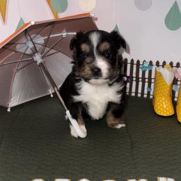Toy Australian Shepherd puppies from Hotmess of Aussies