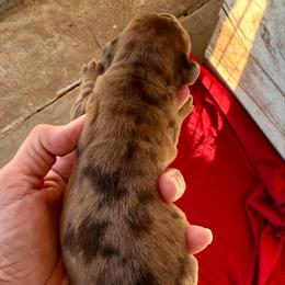 Dapple boy (right) - Dapple male Dachshund puppy in Bakersfield, California from Open Hourglass LLC