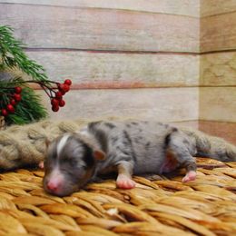 Auggie - Blue merle male Miniature American Shepherd puppy in Springfield, Missouri from 3 Barrels Farms, LLC