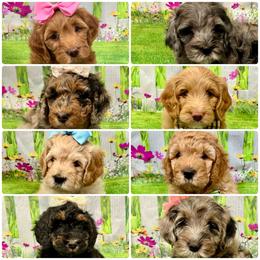 Goldendoodle puppies from Gilbert Az Doodles