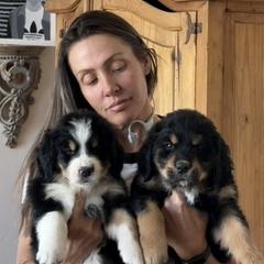 Bernese Mountain Dog, Golden Mountain Dog, and Golden Retriever Puppies from Grateful Bernese & Gage's Goldens