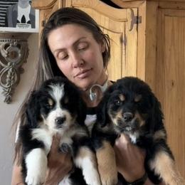 Bernese Mountain Dog, Golden Mountain Dog, and Golden Retriever Puppies from Grateful Bernese & Gage's Goldens