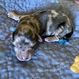 Johny - Black and cream male Dachshund puppy in Wolf Lake, Indiana from Canisteo Dachshunds