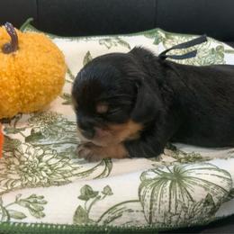 Dewey - Tri-color male Cavalier King Charles Spaniel puppy in Cerro Gordo, North Carolina from Cloverleaf K9 Connections