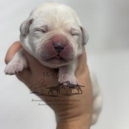 Orange collar - Yellow male Labrador Retriever puppy in Beaverdam, Virginia from Riverside Sunset Labrador Retrievers