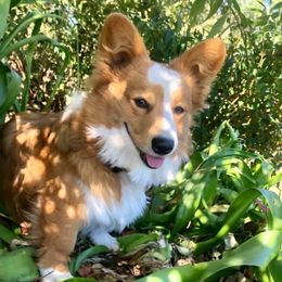 Waffles - Pembroke Welsh Corgi