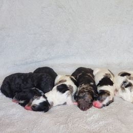 Bernedoodle Puppies from Foothills Family Doodles
