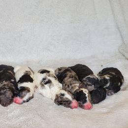 Bernedoodle Puppies from Foothills Family Doodles