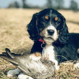 English Springer Spaniels, German Shorthaired Pointers, and Labrador Retrievers from LL Gun Dogs, LLC