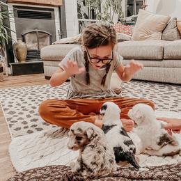 Sheepadoodle Puppies from DOODCompany