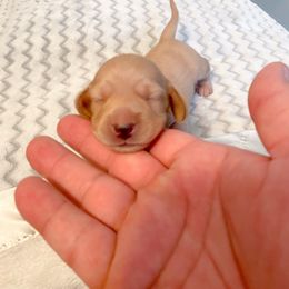 Jack Skellington - Cream male Dachshund puppy in Rockwall, Texas from Mendez’s Dachshunds