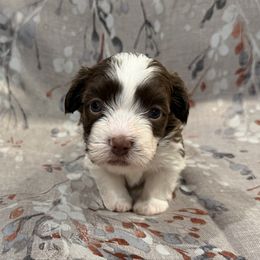 Sarper - Chocolate male Havanese puppy in Englewood, New Jersey from Happy Havanese NJ