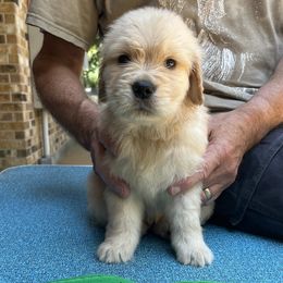 Girl 7 - Golden Retriever puppy in Shepherd, Texas from Wahkeen Golden Retrievers