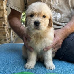 Girl 7 - Golden Retriever puppy in Shepherd, Texas from Wahkeen Golden Retrievers