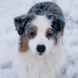 Australian Shepherds from Smokey Row Australian Shepherds