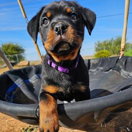 Girl 2 - Black and mahogany female Rottweiler puppy in Merkel, Texas from Stolz Rottweilers von Raiden