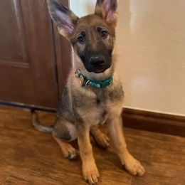 German Shepherd Puppies from Smoky Hill Shepherds