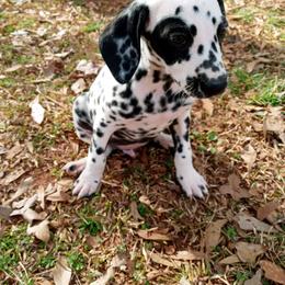 Dalmatian and Poodle Puppies from Cotton Top