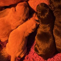 Baby Girl (Black) - Black female Labrador Retriever puppy in Chatfield, Minnesota from Terranova Retrievers