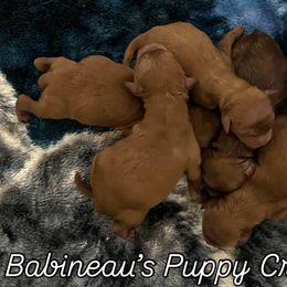 Cavapoo Puppies from Babineau’s puppy Crew Poodles and Doodles