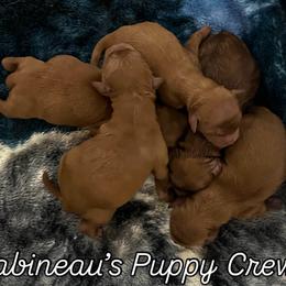 Cavapoo Puppies from Babineau’s puppy Crew Poodles and Doodles