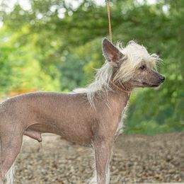 TJ - Chinese Crested