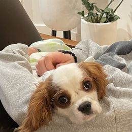 Cavalier King Charles Spaniel Puppies from Christina’s Cavaliers