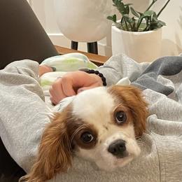 Cavalier King Charles Spaniel Puppies from Christina’s Cavaliers