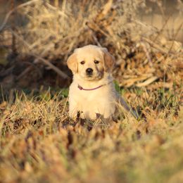 Golden Retriever Puppies from Golden Barnes Kennel