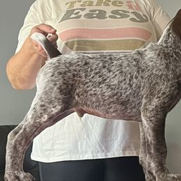 John - German Shorthaired Pointer puppy in Walford, Iowa from Wild Rose GSP's