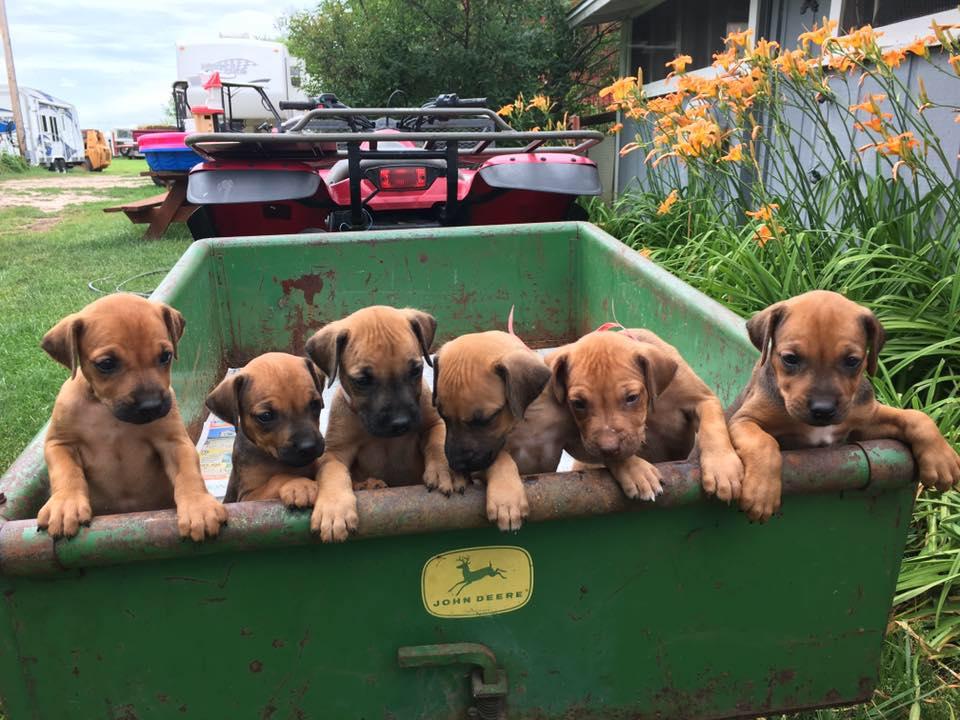 Ridgebacks Bar Bar B Ridgebacks in Nebraska | Rhodesian Ridgeback puppies | Good Dog