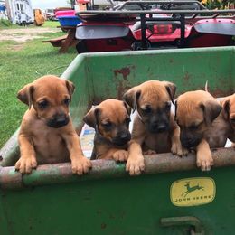 Rhodesian Ridgebacks from Bar B Ridgebacks