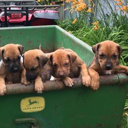 Rhodesian Ridgebacks from Bar B Ridgebacks