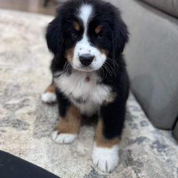 Bernese Mountain Dog and Golden Retriever All Grown Up from Gold Point Pups