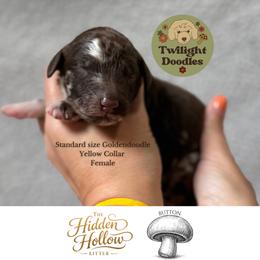 Button - Yellow Collar - Merle female Goldendoodle puppy in Garland, Texas from Twilight Doodles