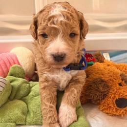 Benji - Apricot male Goldendoodle puppy in Cape Coral, Florida from Nay Nays Mini Doodles