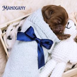 Mahogany - Caramel red male Australian Labradoodle puppy in Redding, California from Shasta Royal Monroe Puppies
