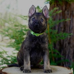 Kyro - Sable male German Shepherd puppy in Coarsegold, California from Yosemite Shepherds