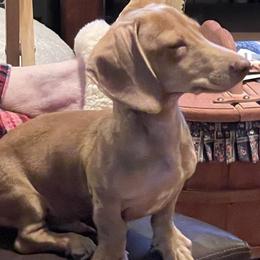 Creek - Dachshund