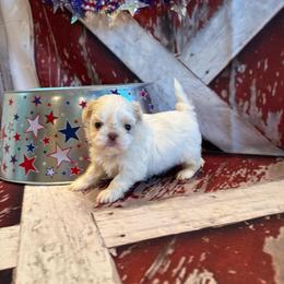 Percy - White female Shih Tzu puppy in Success, Missouri from Sweet Success