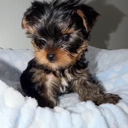 Boy 2 - Black and tan male Yorkshire Terrier puppy in Livermore, California from Ruben & Tatiana’s Yorkshire Terriers