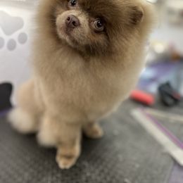 Nikko - Pomeranian