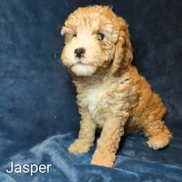 Jasper - Buff male Cockapoo puppy in Sunset, Louisiana from Cano Cockapoos