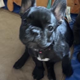 French Bulldog Puppies from Couture’s Frenchies