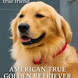 Honey - Golden Retriever