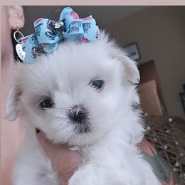 Girl - White female Maltese puppy in Moreno Valley, California from Leslie's Maltese