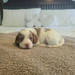 Girl 2 - female Cavapoo puppy in Floyd, Virginia from Hearts and Paws Poodles and Doodles