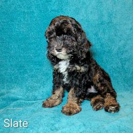 Slate - Black and white male Cockapoo puppy in Sunset, Louisiana from Cano Cockapoos